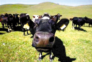 美国加利福尼亚州的母牛