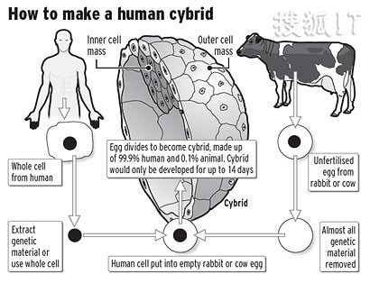 图：人兽混合胚胎研制过程