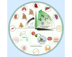 二甲双胍可减缓雄性猴子的器官衰老
