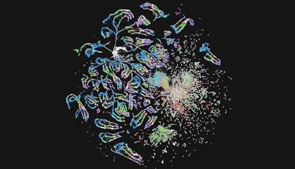 果蝇神经元携带起源分子签名:Nature两项研究揭示神经多样性发育密码