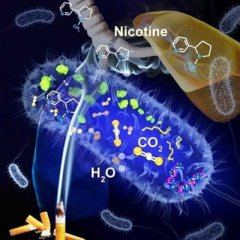<b>上海交大找到微生物分解代谢尼古丁机制</b>