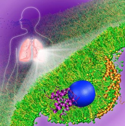 中科院解析纳米颗粒与肺表面活性剂相互作用功能