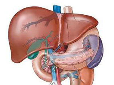 研究人员发现新的指标更好地识别肝脏脂肪变性