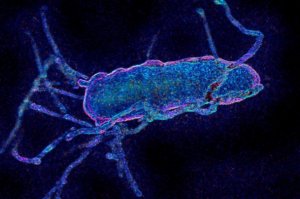 科学家彻底改写细菌基因组