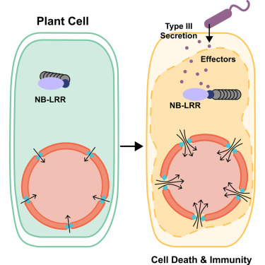 华人女科学家董欣年院士Cell发布重要免疫成果
