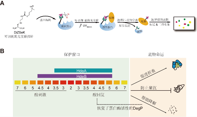 陈鹏课题组发展“比较蛋白质组学“新技术