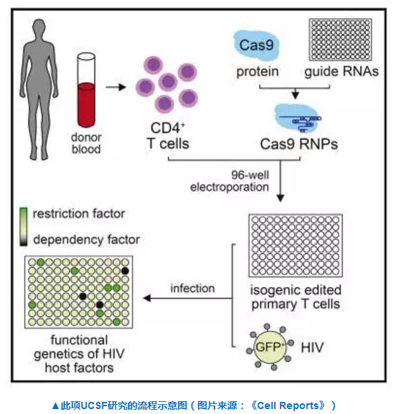 Cell子刊：CRISPR直击HIV感染的预防和治愈