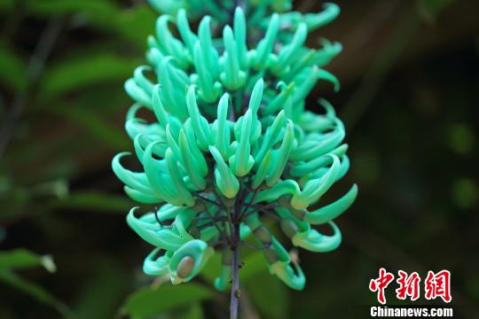 中科院华南植物园迎赏花最好季节