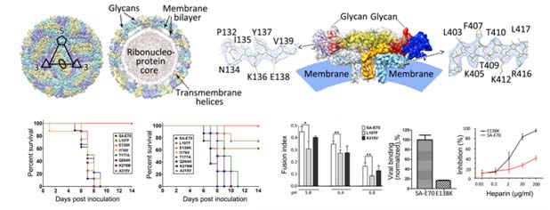 科学家解析虫媒黄病毒致病的分子机制