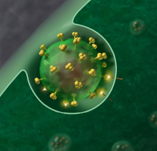 研究显示：切除HIV-DNA或将实现永久治愈艾滋病！