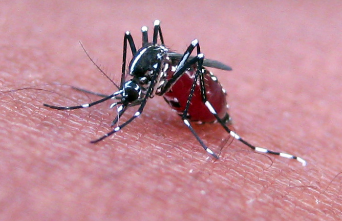 美洲寨卡“人间蒸发” 科学家分析病毒感染骤降原因