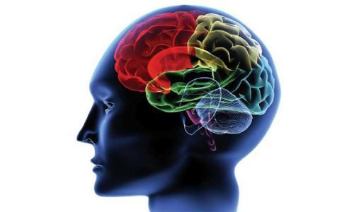 用算法分析图像，实现对神经元行为的精准“录像”研究