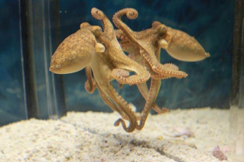 章鱼利用镜子定位食物:无脊椎动物空间认知新突破