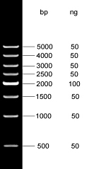 500bp DNA Marker