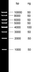 1kb DNA Marker